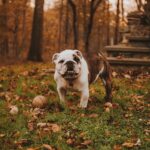 Bulldog Faith